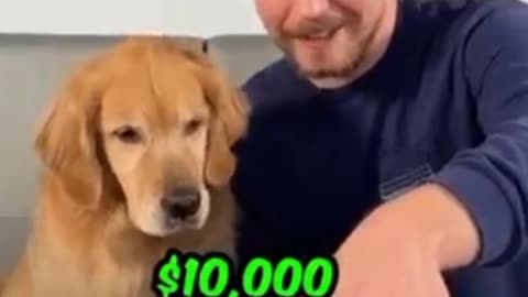 $1 $10.000 mr dog