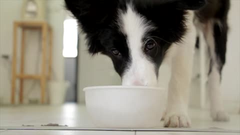 Nice dog drinking from bowl