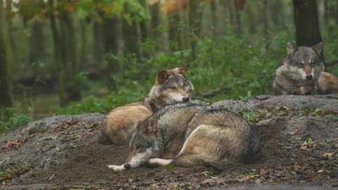 "Unleashing the Danger: Exploring the Fascinating World of Wolves"