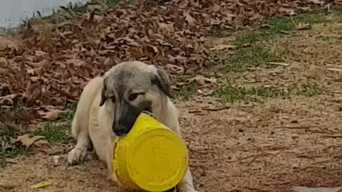 Puppy so fun playing with plastic bucket alone
