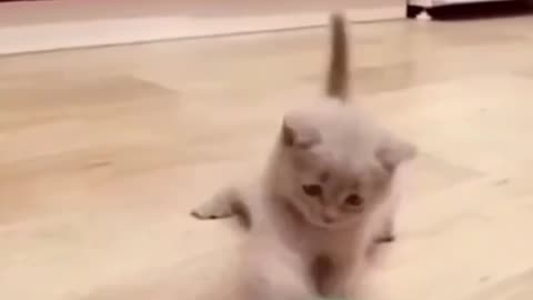 Happy Kitten Playing Ball