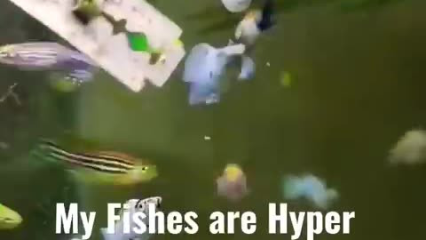 bruh they dont care.. anyway no fish harm in this video and never did harm any fish. pro use only
