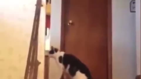 CAT GET CONFUSED AFTER DEEING DOG SPEED