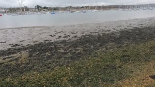 Sounds of aquatic birds by a river