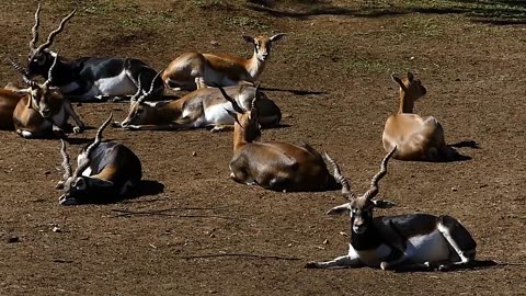 animais selvagens BLACKBUCK ANTÍLOPE INDIANO cervicapra mamífero herbivoro indian índia