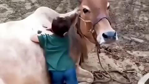 Animals love