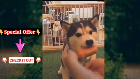 Train Your Dog Using Games | Dog Training video #funnydog