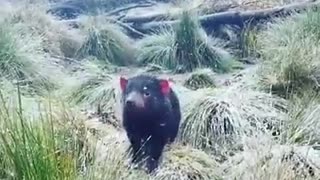 Tasmanian Devil doesn't seem to mind light snowfall