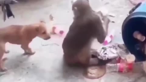 Monkey fight towards dog
