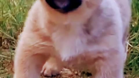 Dog Fan Of Tennis Balls Gets To Chase Them To His Heart's Content