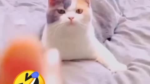 Funny Animal Video Of The Day 00.19 🤣😂😂🤣 #fyp #memes #memedaily #dankmemes