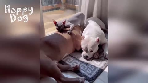 Funny animals - Funny cats _ dogs - Funny animal videos 101
