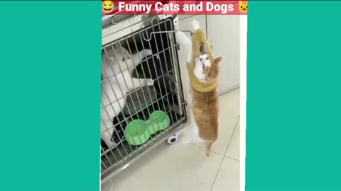 🐱🐈🐕 funniest cat and dog videos 🐕🐈 best funny animal video 2023 🐱 episode 20