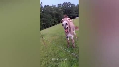 Dogs funny videos/2023
