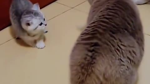 Funny and Cute Cats Video #101