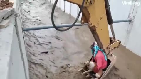 These builders used their digger to rescue a dog from drowning ❤️🦸‍♂️❤️