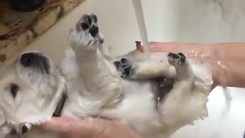 A warm puppy bath 💙🛁