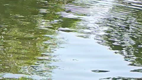 Fish jumping in slow motion / beautiful fish jumping / fish in the river.