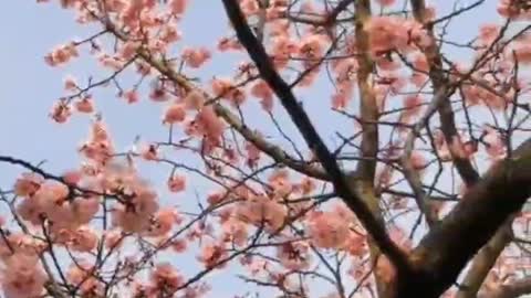 People do not know where to go, peach blossom still smile spring breeze
