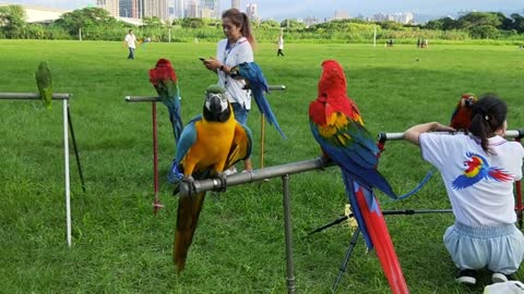 Parrots with very bright colors of green, red, blue and yellow tones.