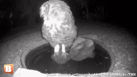 TOO HOT for the HOOT! Owl Cools Down at Water Hole in High Temperatures