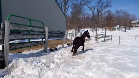 Friesian filly Tripoley at Friesdale farms