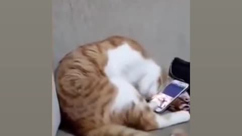 Cat's feelings towards the photo of its recently deceased owner