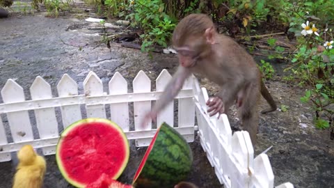 Happy Monkey with Rabbits and Duck