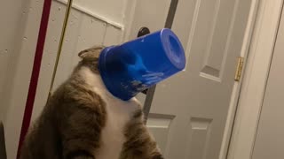 Thirsty Kitty Gets a Cup Stuck on His Head