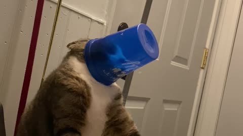 Thirsty Kitty Gets a Cup Stuck on His Head