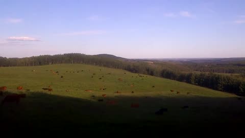 Cattle Grazing