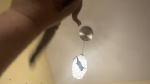 Sugar Gliders Leap From Hanging Light