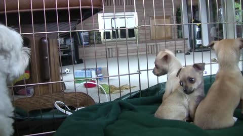 Chihuahua Puppies Startled By Dog's