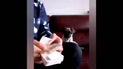 Funniest Animals Videos - Best Cute Cats😹 and Crazy Dogs🐶 Videos 2022! | FUNNY ANIMALS' SOCIETY