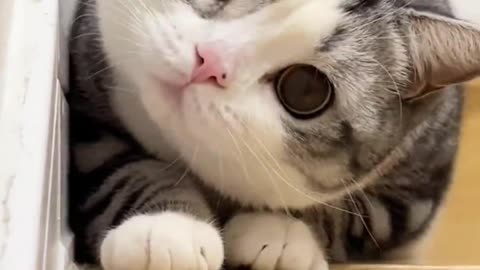 Funny animals videos | Cute animal videos | Funny Dog&Cats videos |Hilarious pet video| Funny video
