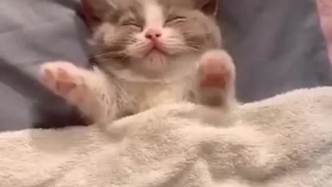Shhh.... Kitty's Sleeping In A Cutest Way 💕