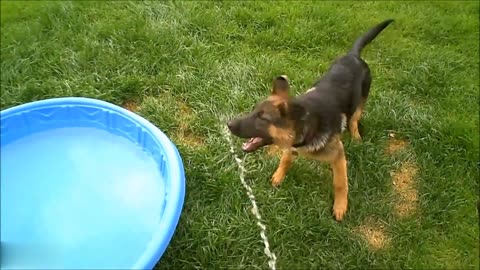 Baby German Shepherds Swimming