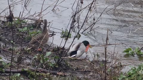 MALLARD DUCKS BY A RIVER IN WALES