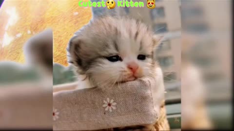 Cutest 🤩😍Kitten 😸 😍 Video | Funny Kitten 😸 |#Reaction #Viral #Clips #Shortvideo