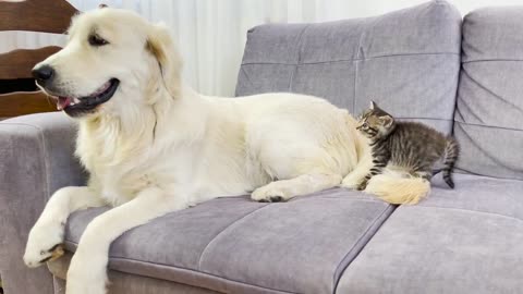 When Golden Retriever 🐶 🐕 Meets New Tiny kitten 🐈 For The First Time