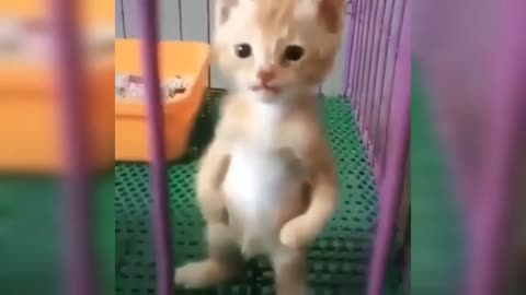 Cute kitten producing Cute sound......