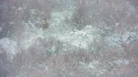 Wife shoots great general Mule Deer Buck // Killshot Hunting