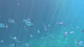 Fish Swimming Through the Water