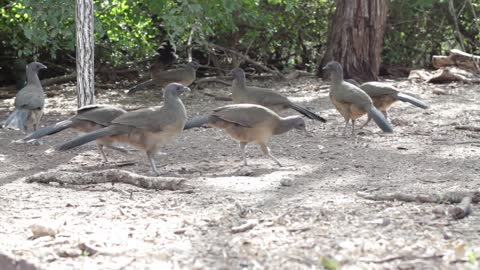 Birds Pecking Waddling Flock Group Nature Animals