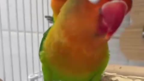 Beautiful red and green parrot