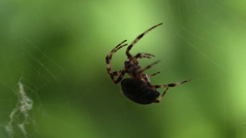 video_of_spider (1080p)