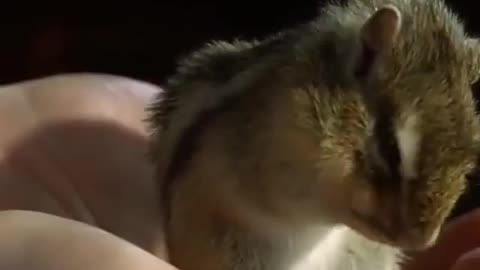 Cute moment of Squirrel 🐿️ Very cute moment ever