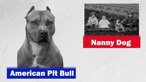 American Pit Bull Terrier: Nanny Dog? or Dangerous Monster?