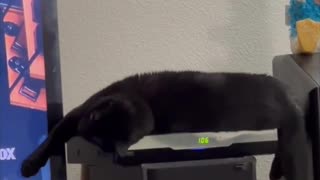 Adopting a Cat from a Shelter Vlog - Cute Precious Piper Does a Long Kitty on the Cable Box #shorts