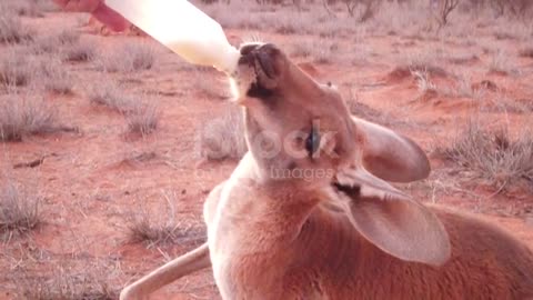 Kangaroo bottle feeding stock video